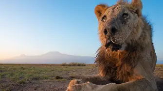 Убиха един от най-възрастните лъвове в Африка