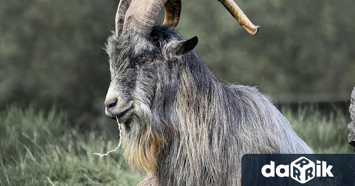 В конкурс за най дълъг косъм при породата Калоферска дългокосместа коза