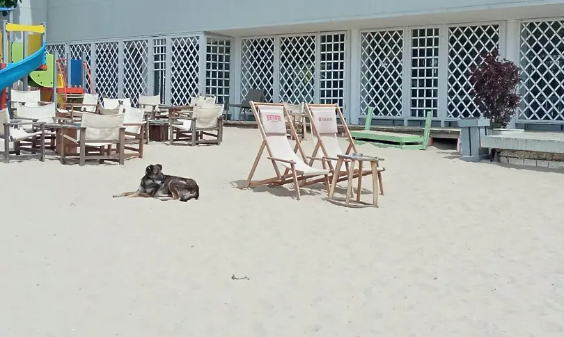 Каква е глобата за разходка на куче по варненския плаж