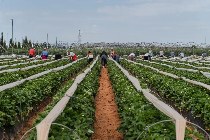 Великобритания обеща 45 000 визи за сезонни селскостопански работници