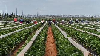 Великобритания обеща 45 000 визи за сезонни селскостопански работници