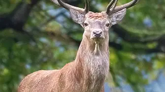 Издирват ловец, убил благороден елен в землището на община Чипровци