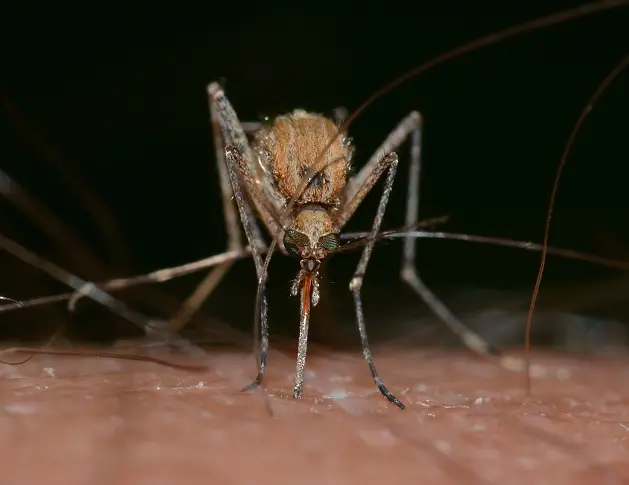 Вие сте магнит за комари? Изследване посочва защо някои хора привличат насекомите