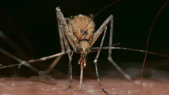 Вие сте магнит за комари? Изследване посочва защо някои хора привличат насекомите