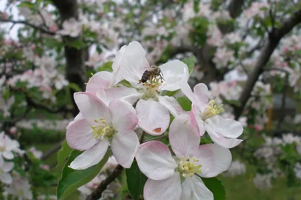 20-ти май е Световен ден на пчелите