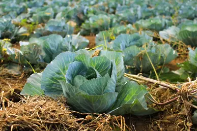  Как малките зеленчукопроизводители се борят с бюрокрацията и трудностите на пазара