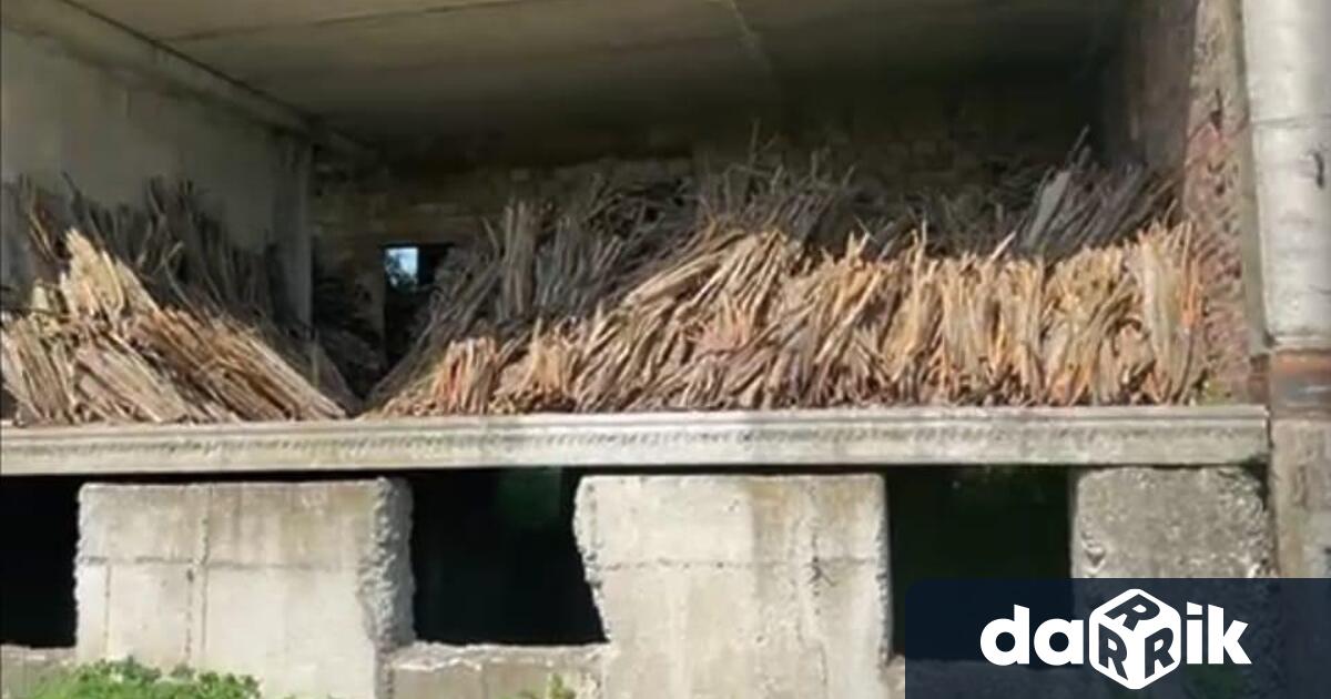Близо 90 тона незаконно добита кора от дървото мъждрян задържаха