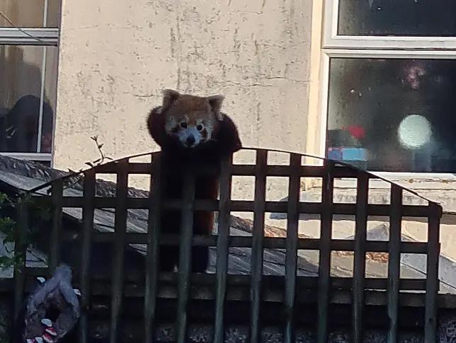 Избягала от зоопарка червена панда се разходи из улиците на английски град (снимки)