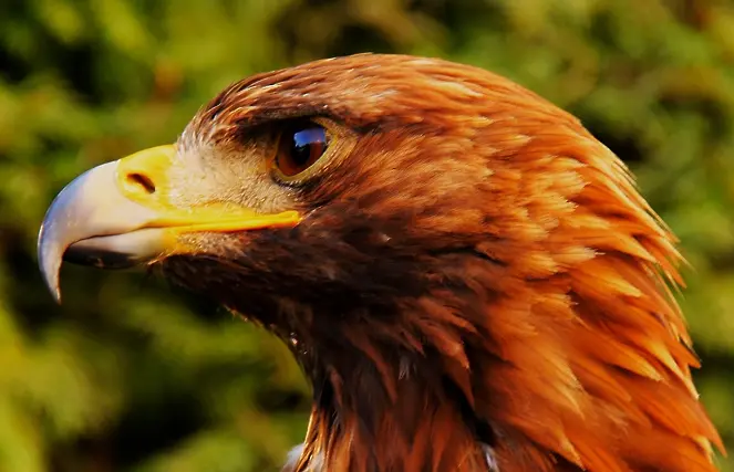 Експерти от природния парк „Сините камъни“ край Сливен оказаха първа помощ на бедстващ креслив орел