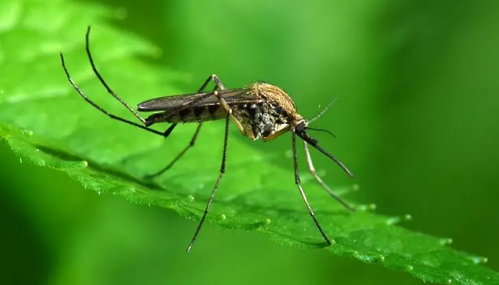 Обработка срещу комари ще се извърши на 6 юни в Добрич