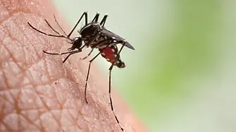 Община Видин е планувала обработка срещу комари през летните месеци