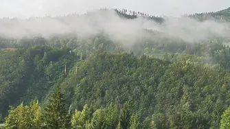 Утвърдени са нови правила за изкупуване на частни гори от държавните горски предприятия