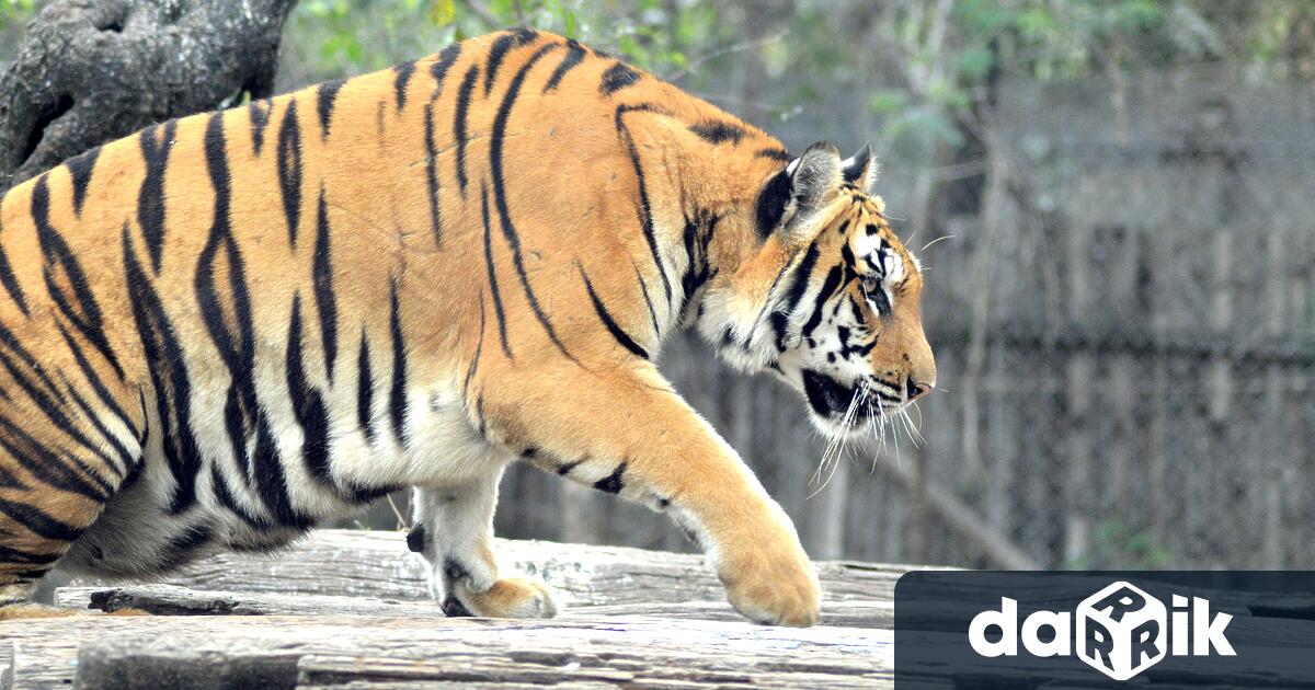 Посетители в зоопарка в Стара Загора хранят от ръка тигри