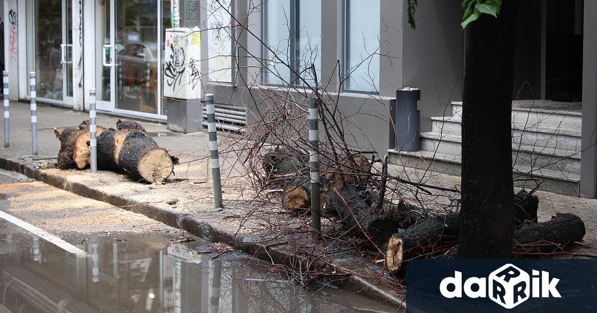 Дърво падна и нарани 14 годишно момиче в София Инцидентът е станал