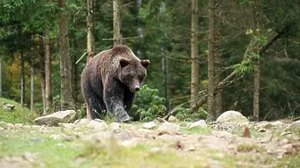 Ловец от Раковски отстреля мечка в Родопите, нападнала домашни животи 