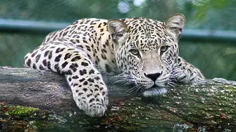 Леопард от зоопарка в Стара Загора избяга