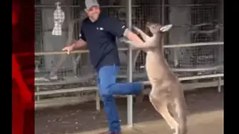 Турист се сби с агресивно кенгуру в Австралия (видео)