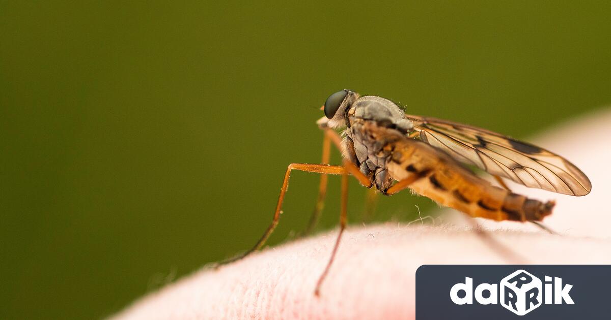 Комарите които пренасят вируси като денга и чикунгуня се преместиха
