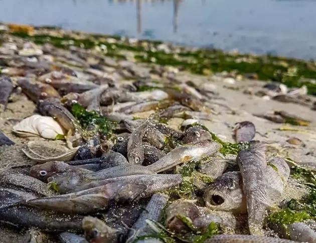 Още не е ясна причината за мъртвите риби в района на Иканталъка