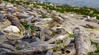 Още не е ясна причината за мъртвите риби в района на Иканталъка