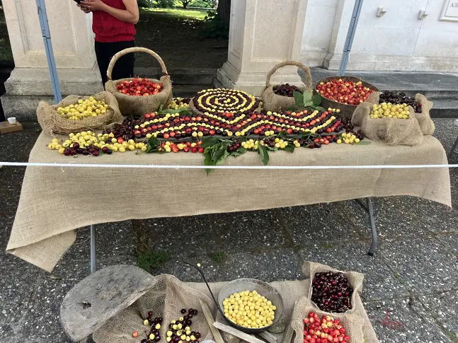 Празникът на черешата в Кюстендил