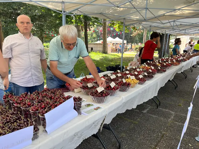 Празникът на черешата в Кюстендил