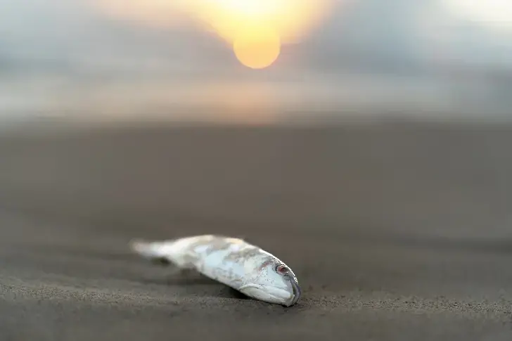 Морето изхвърля мъртва риба по Северното Черноморие