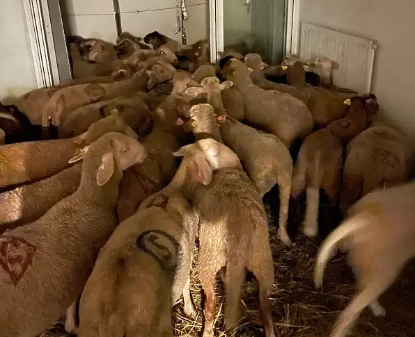 Откриха незаконна кланица за овце в апаратамент в Ница