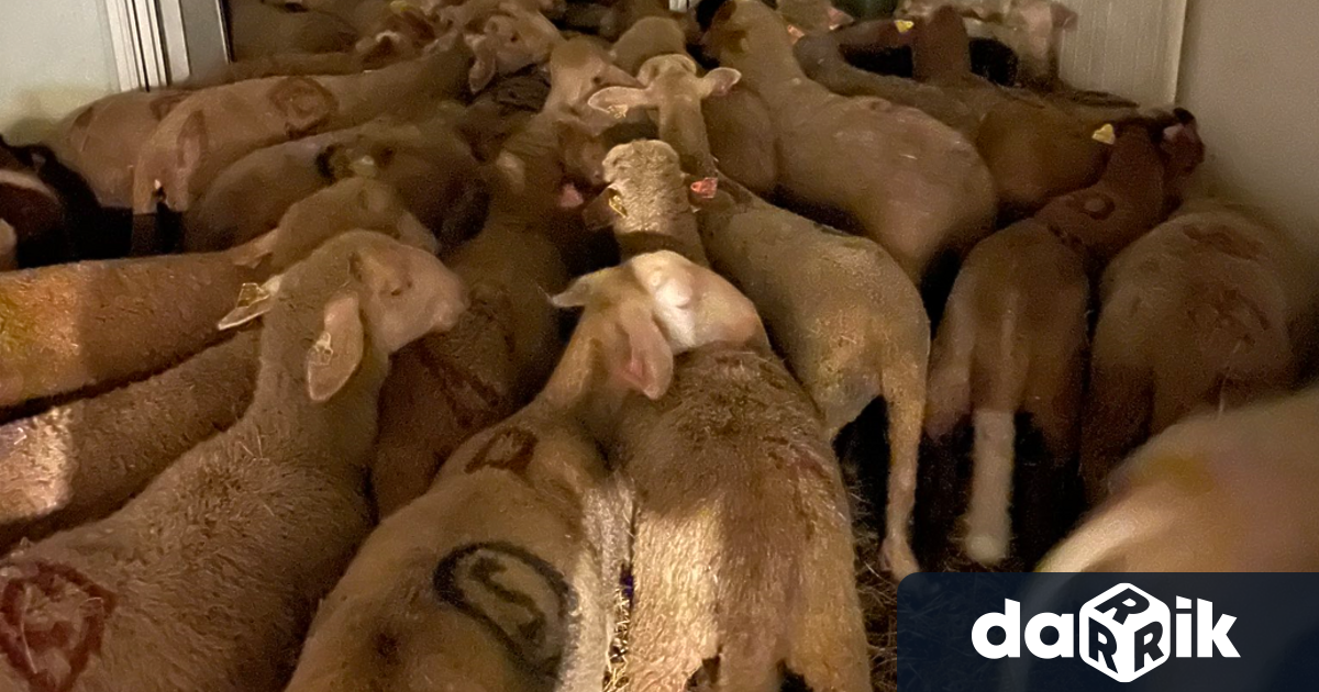 Незаконна кланица за овце бе открита в апаратамент във френския
