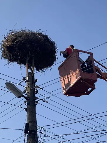 Спасиха малък щъркел в Стамболийски