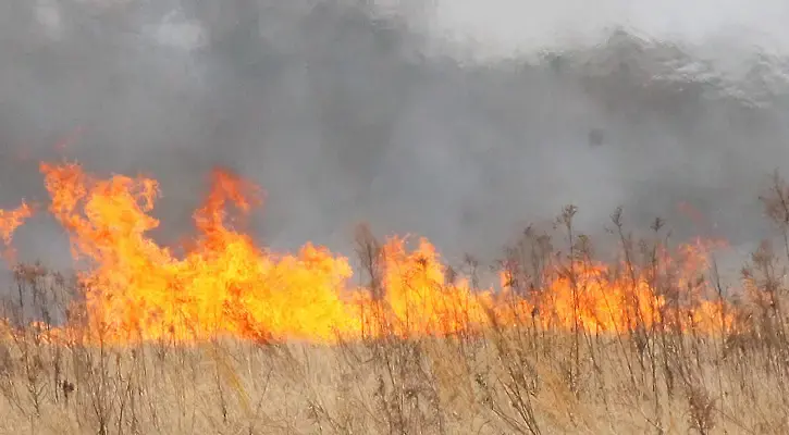 Изгоряха 50 дка пшеница край  с.Крушовица