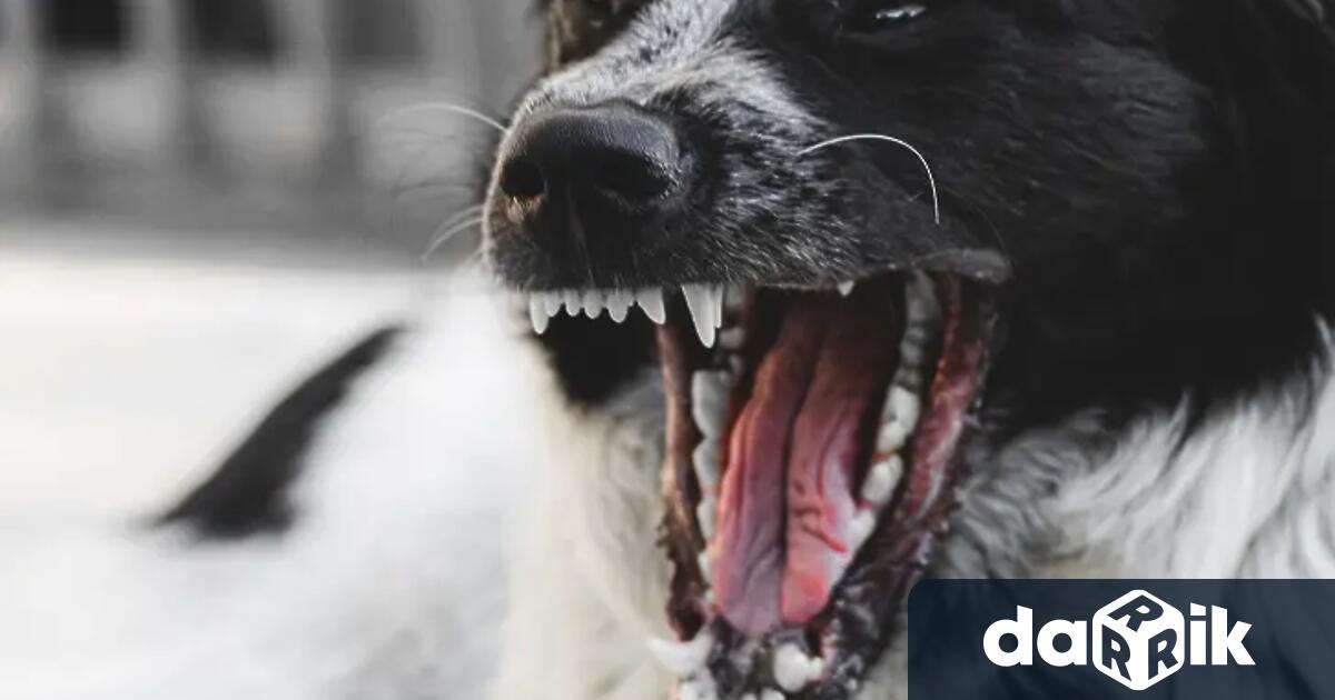 Близките на жена разкъсана от кучета в Долна Оряховица искат рекордно