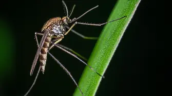 Обработиха зелените площи в Монтана срещу комари и кърлежи