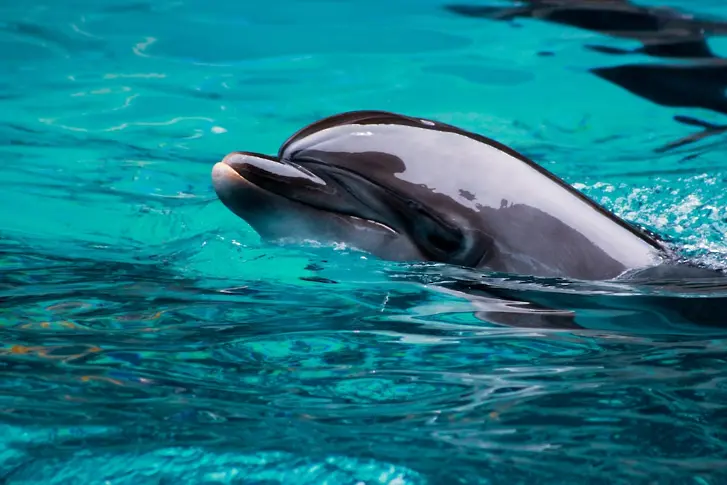 Засиленото шумово замърсяване в Черно море води до изместване на популациите на делфините