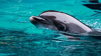 Засиленото шумово замърсяване в Черно море води до изместване на популациите на делфините