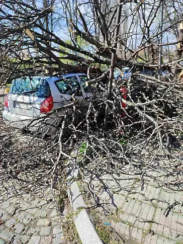 Дърво падна върху лека кола в „Западен“