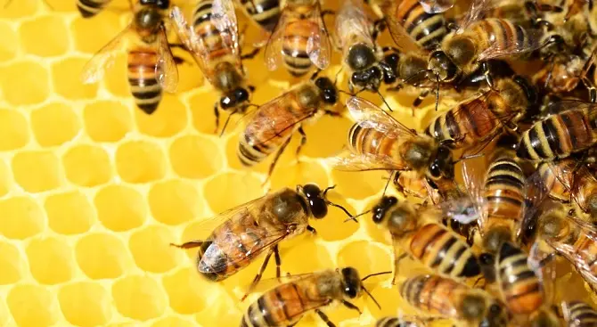 От 17 юли ДФЗ отваря прием на заявления за подпомагане по интервенциите в сектор „Пчеларство“ през СЕУ