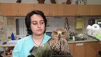 Млад царски орел постъпи за доотглеждане в Спасителния център на „Зелени Балкани“ в Стара Загора