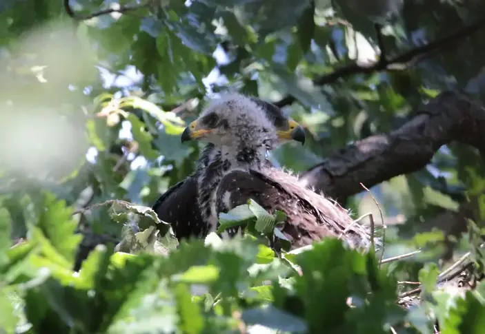 За първи път в България беше регистрирано гнездо на креслив орел с две малки в него