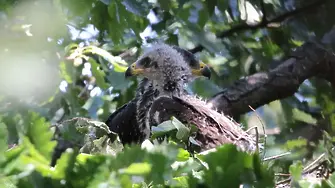 За първи път в България беше регистрирано гнездо на креслив орел с две малки в него