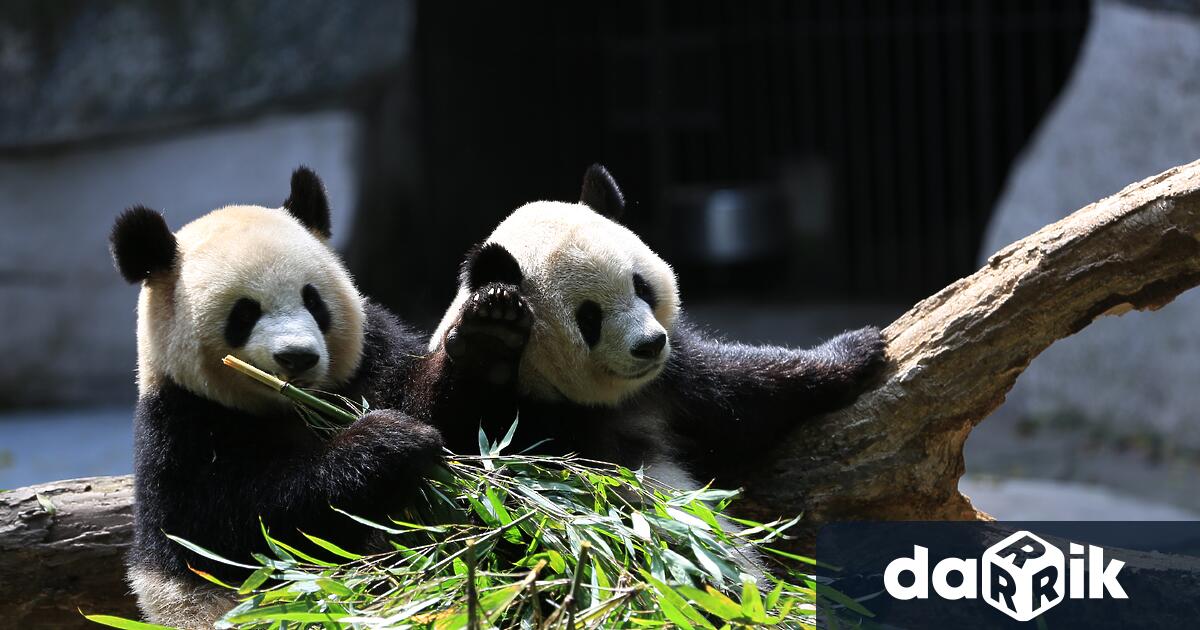 Южнокорейска зоологическа градина обяви раждането на две гигантски панди близнаци
