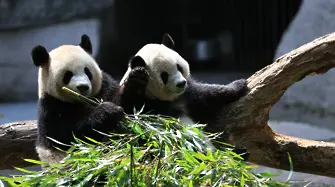 Гигантски панди близнаци се родиха в Южна Корея