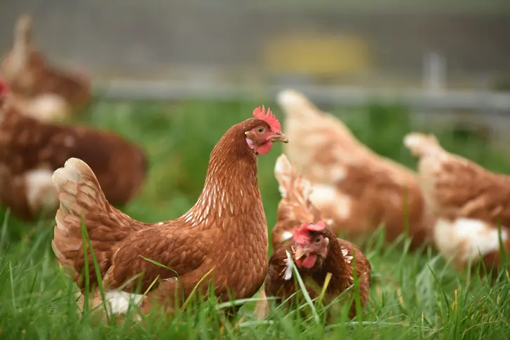 Предупреждения за опасност от разпространение на птичи грип сред хората