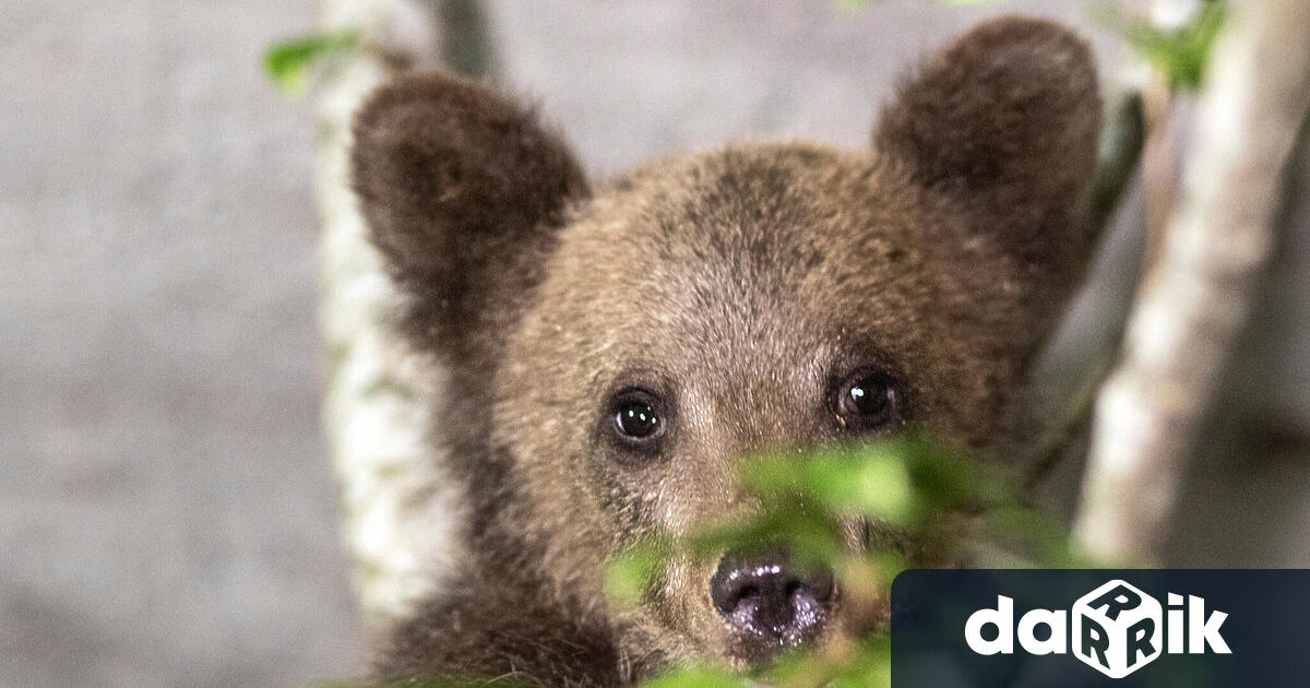 Паркът за кафяви мечки в Белица временно поема грижата за