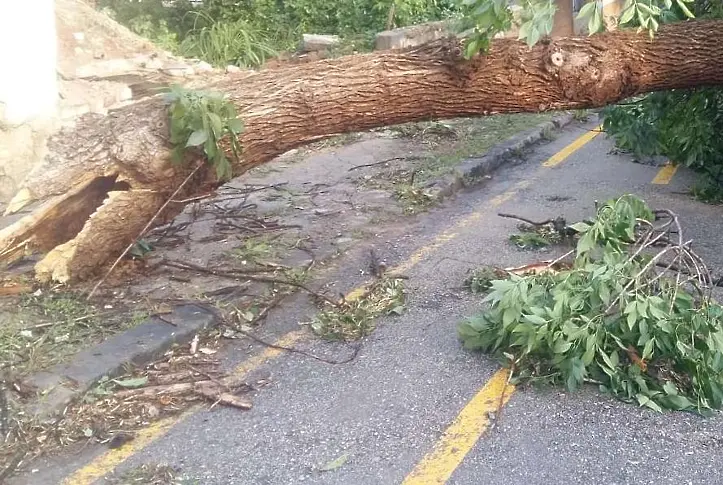 Екипи на ПБЗН разчистваха пътища от паднали дървета след бурята тази нощ