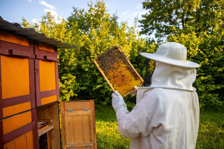 Видеонаблюдение, везни и тестери ще получават финансиране по пчеларските интервенции