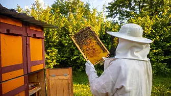 Видеонаблюдение, везни и тестери ще получават финансиране по пчеларските интервенции