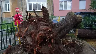 Силна буря в Харманли: Изкоренени дървета и смачкани коли (снимки)