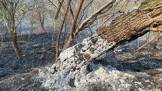 Военни се включиха в гасенето на големия горски пожар край село Буково
