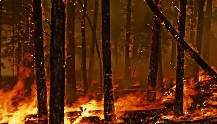 Бедствено положение заради пожари в област Хасково